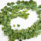 IVY VINE (6pc)
