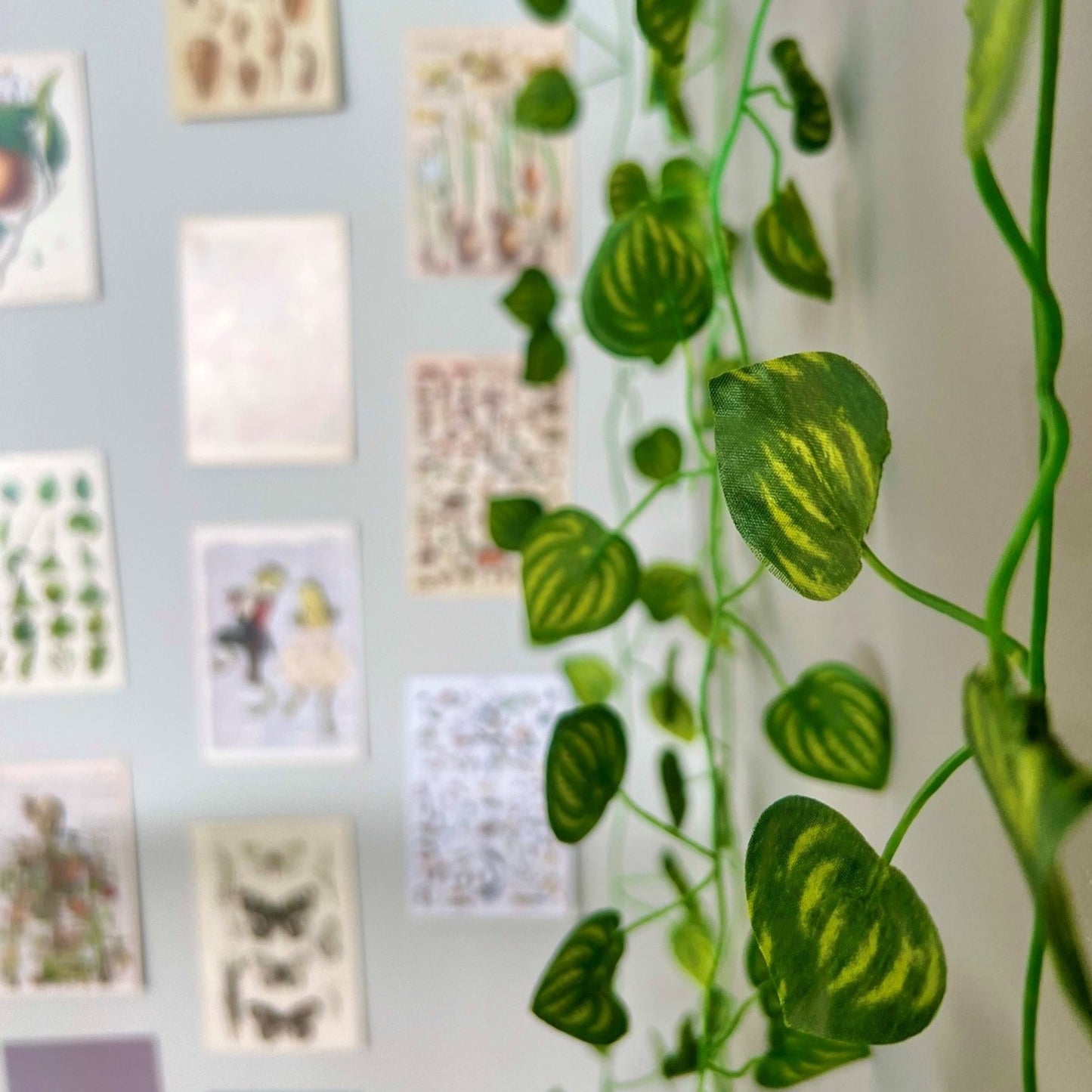 IVY VINE (6pc)