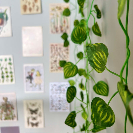 IVY VINE (6pc)