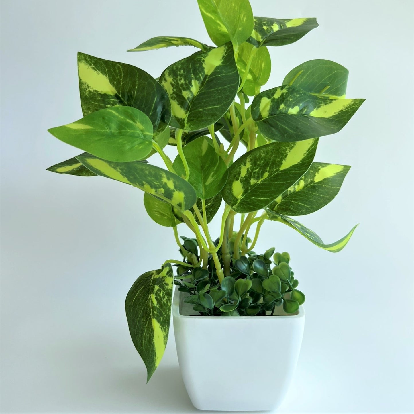 SMALL PLANT + POT